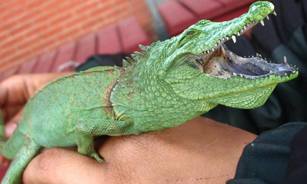 Pet Croc